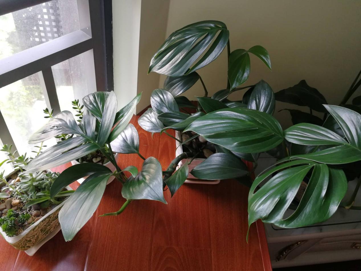 花盆土盐碱化怎么办,解决盆栽土壤盐碱化的有效措施