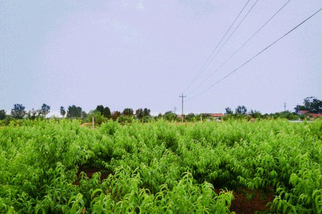 蟠桃是脆的还是软的,买蟠桃