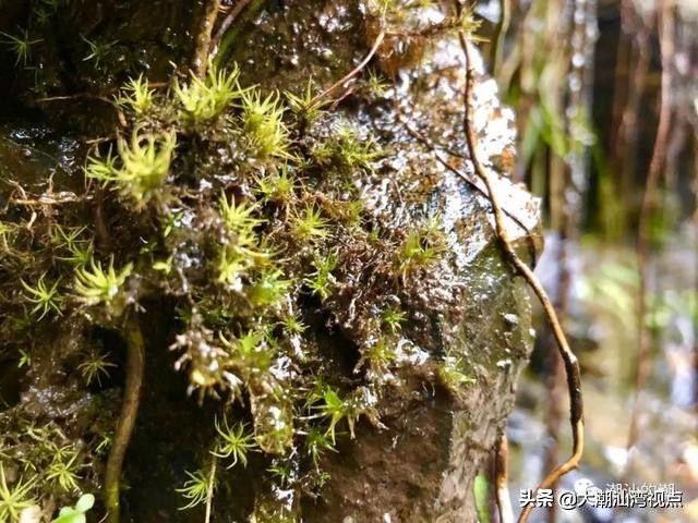 潮州景点幽谷逸林,潮州归湖畲族休闲谷