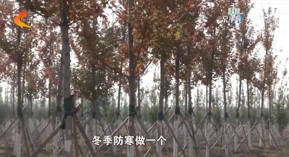 千年秀林最新,千年秀林