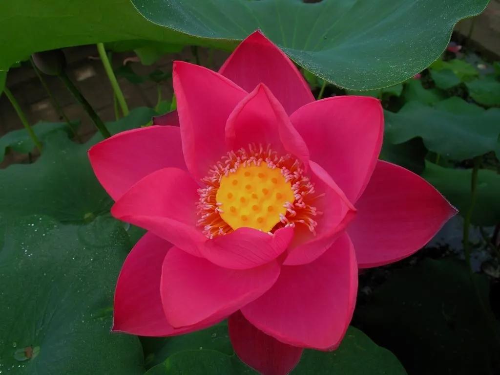 楚风汉韵景点有哪些,徐州楚风汉韵旅游攻略