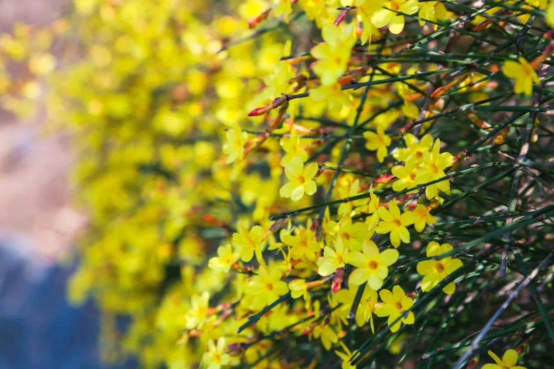 云台山春天视频,云台山气氛