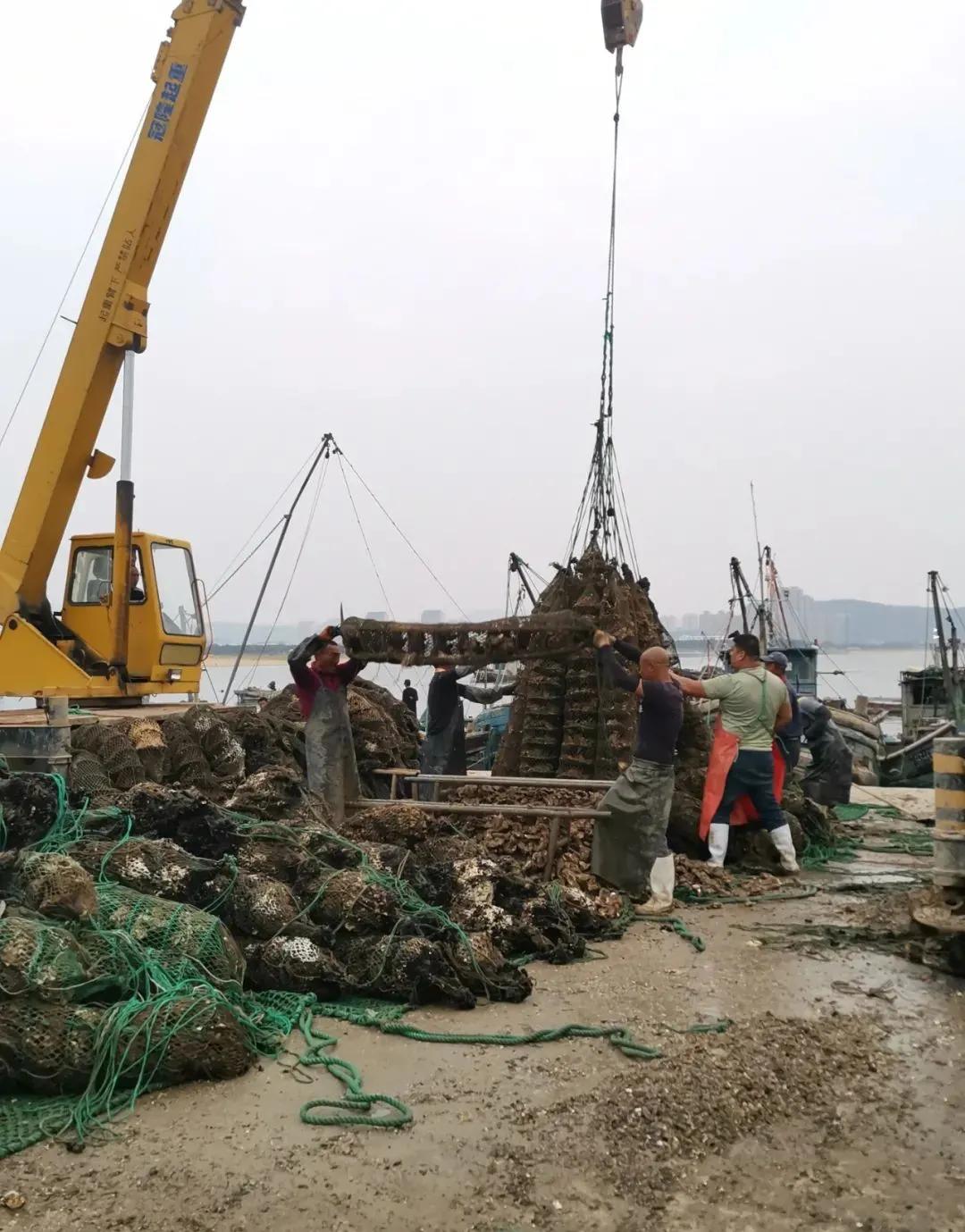 威海生蚝都是乳山生蚝吗,山东威海乳山生蚝牡蛎