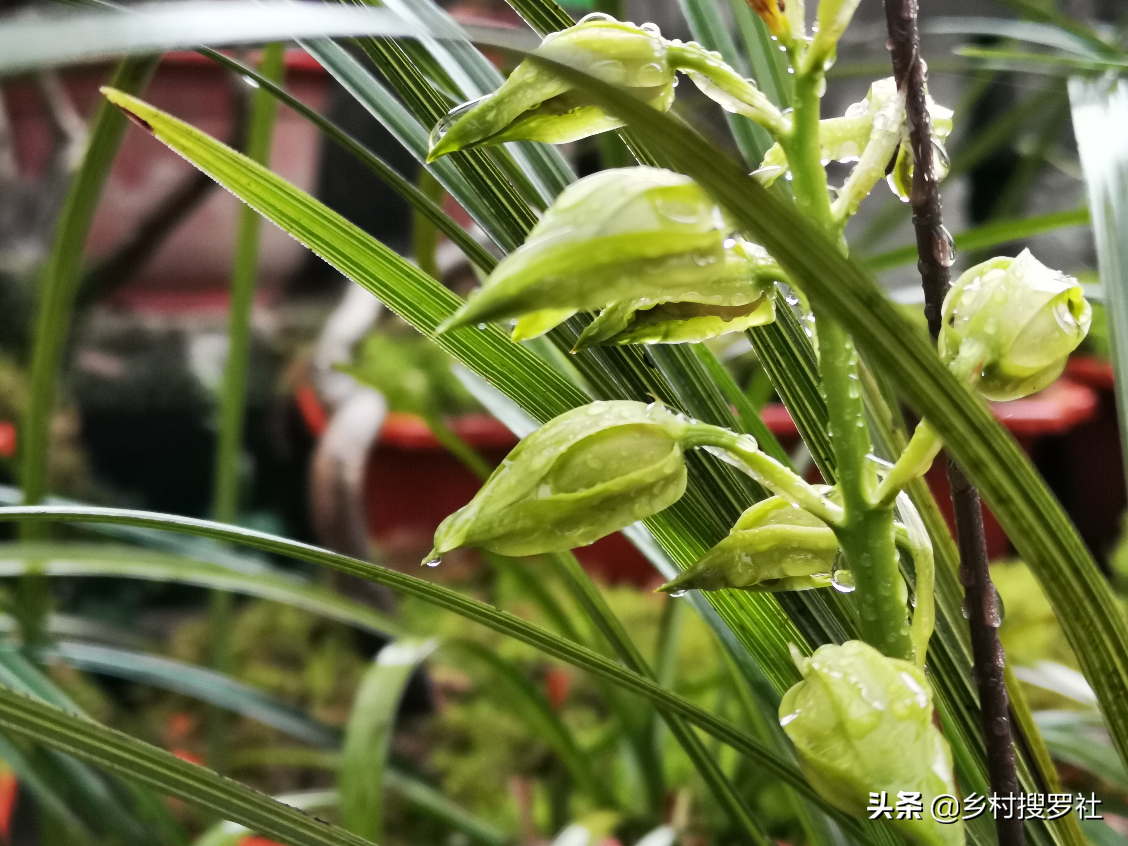 夏天兰花浇水得茎腐病,多菌灵治水仙烂根吗