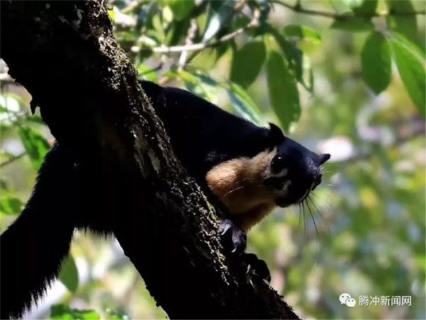 腾冲樱花谷樱花节,腾冲樱花谷最佳观赏季