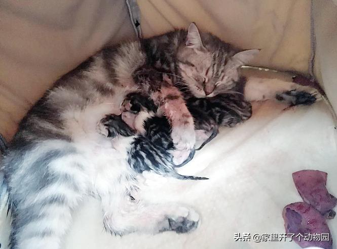 记录猫咪生娃第二天,记录猫咪怀孕41天