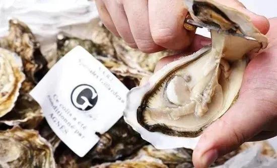 从北纬20°到43°,跟着生蚝走遍祖国海岸线