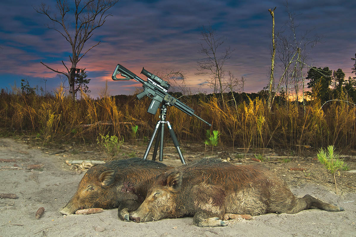 美国野猪泛滥成灾的真实原因,野猪泛滥成灾了家猪攻击野猪
