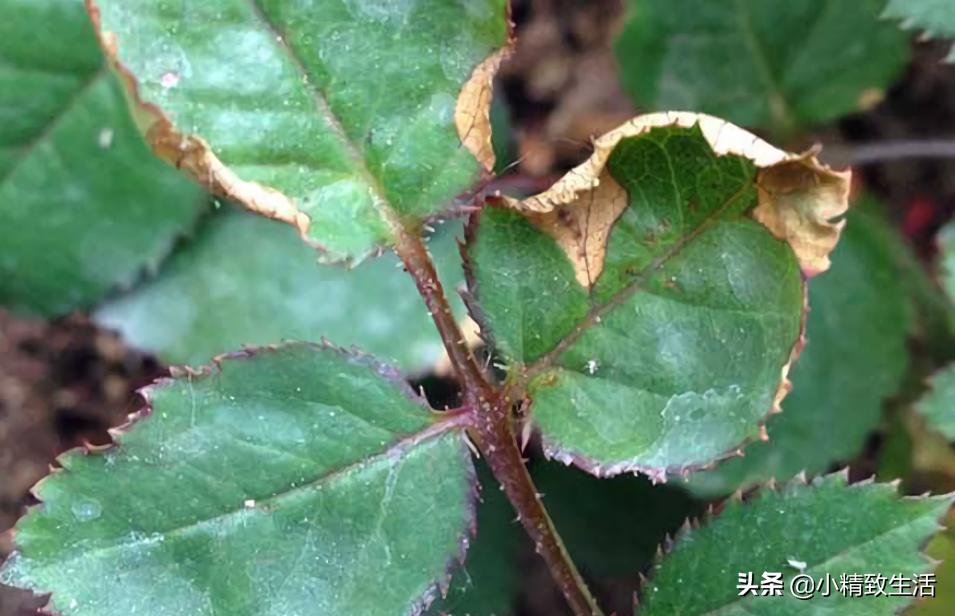 月季花是“药罐子”,常见10种病虫害,预防第一,救治第二