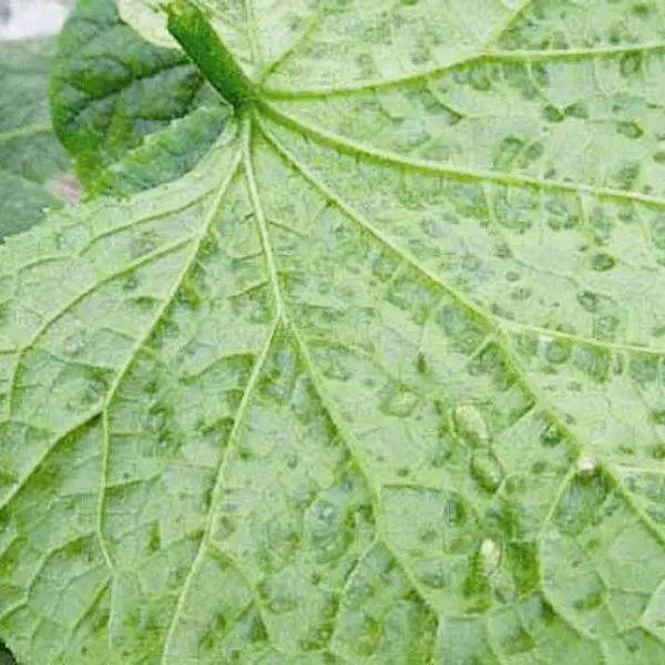 靶斑病,靶斑病能自己好吗