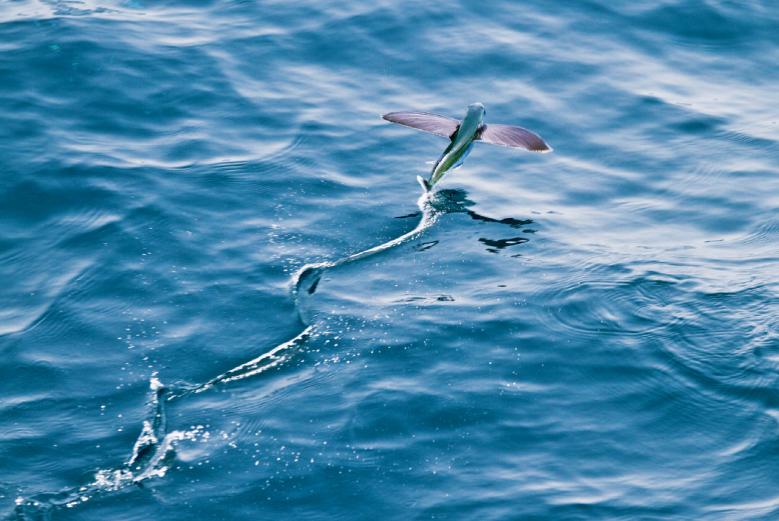 你可能没见过飞鱼,但是你一定吃过它的卵