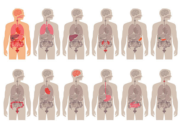 胃穿孔病人吃什么食物比较好,胃穿孔术后吃不下怎么办