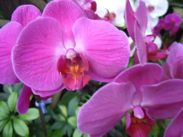 自己养的花不开花怎么回事,为什么我养的花不开花