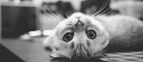 父母不让养猫有什么说服的理由,妈妈坚决不让养猫怎么说服