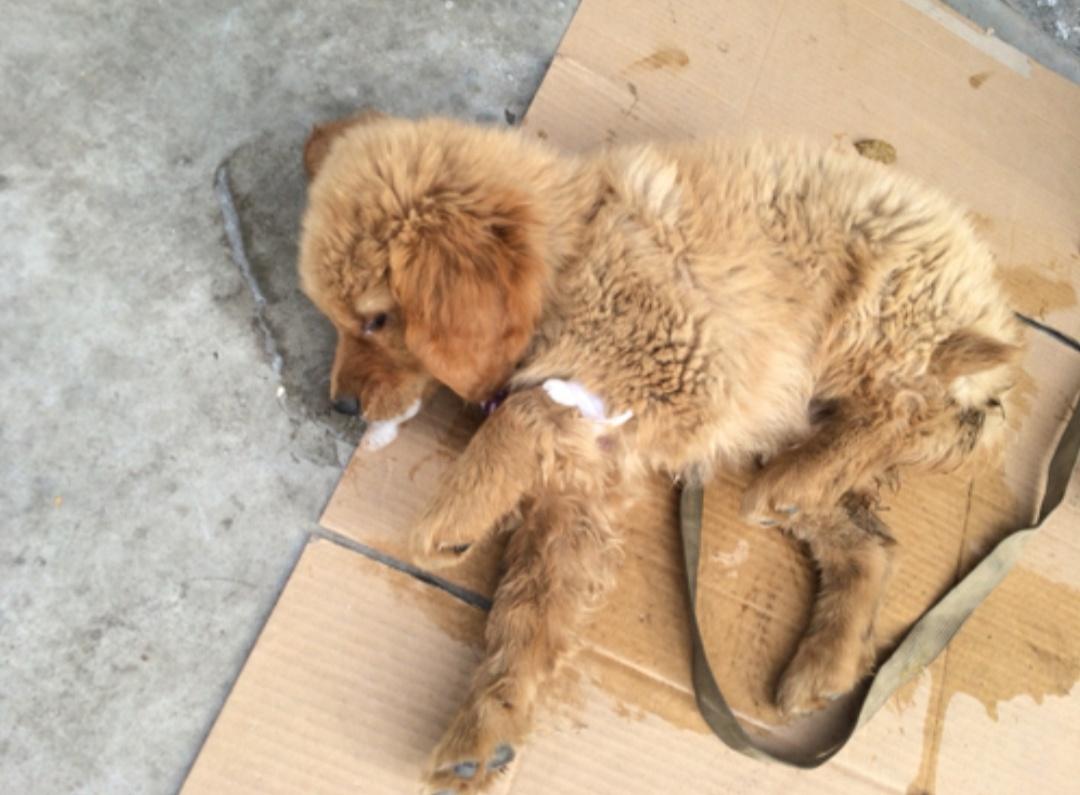 狗狗头受伤怎么处理,狗狗伤到头部有办法治疗吗