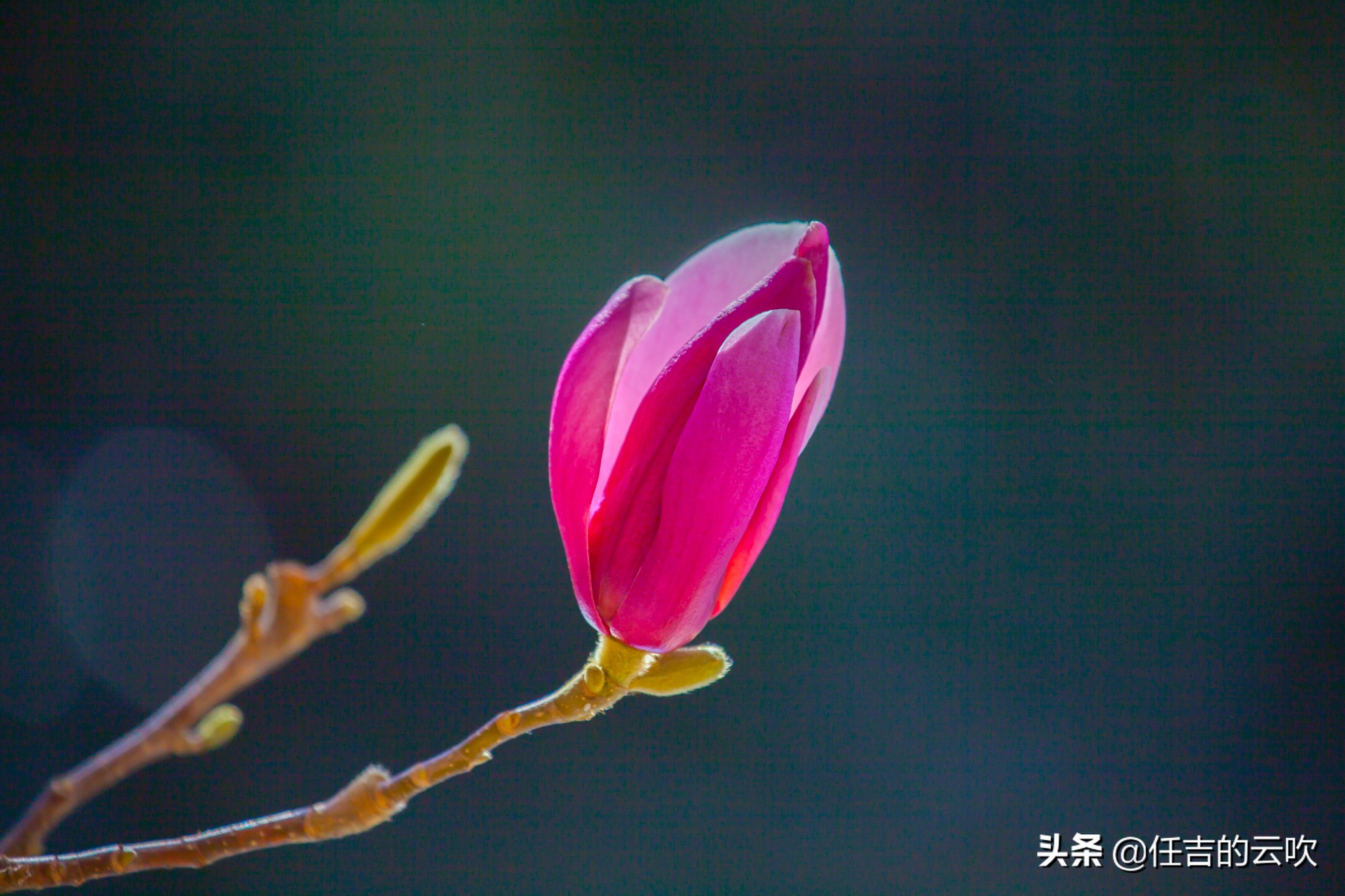 佳能70-300二代和胖白哪个好,佳能70-300l胖白