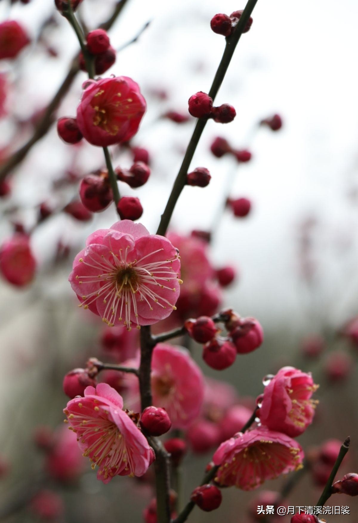 梅开二度，一段鲜为人知的爱情故事「梅花见证纯美的爱情」