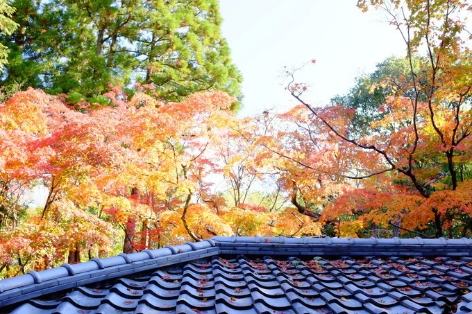 京都赏枫2022,京都赏枫必去景点有哪些好玩的