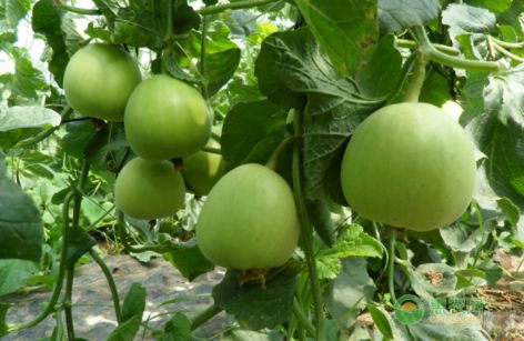 如何种植才能避免重茬一看就明白,种植重茬好还是换茬好