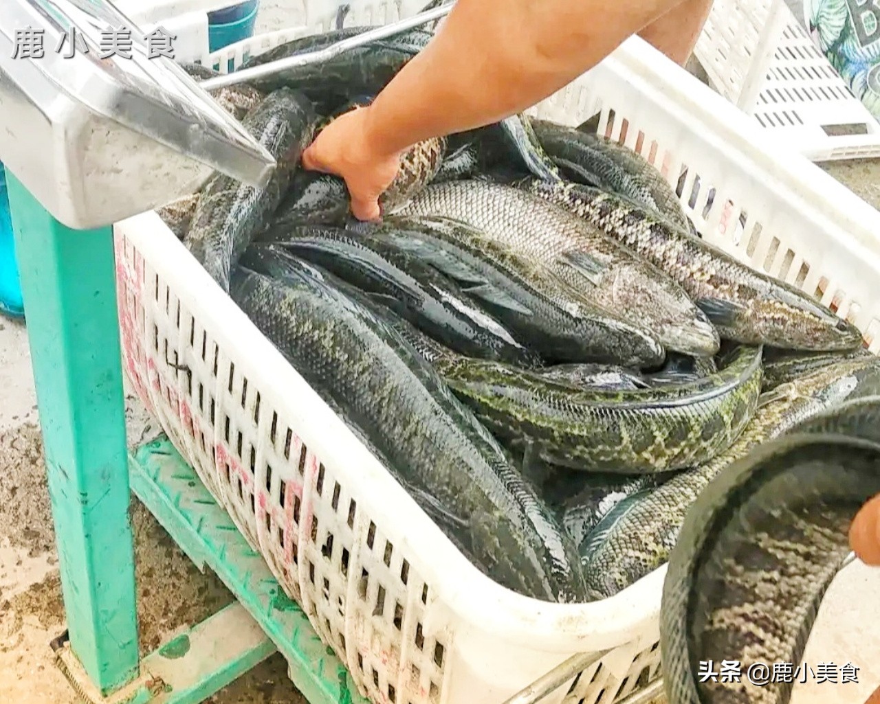 春季养生要吃鱼8种鱼最肥美,春季不可错过的五大时令鱼鲜美味