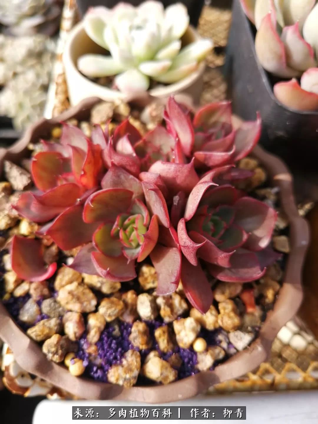 从入卡坑一个月到入卡坑三年,从入坑到现在所有品种开花图