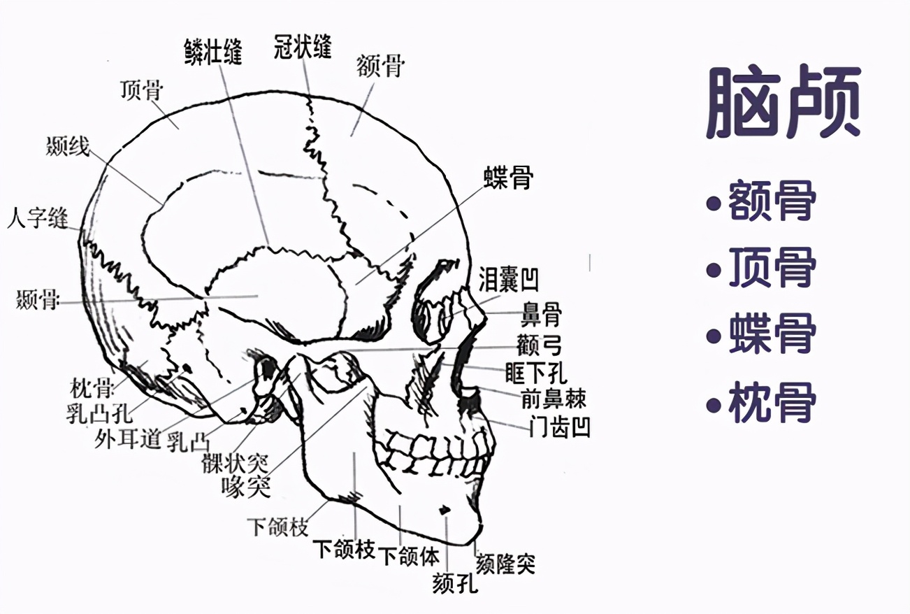 procreate写实人物起稿教程,二次元头像绘画新手教程