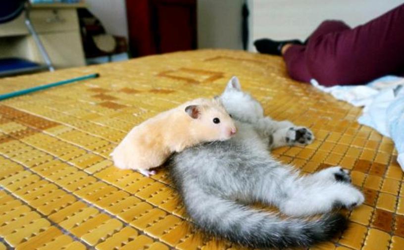 仓鼠捡到一只猫竟把它当儿子养,仓鼠捡到一只被遗弃的小奶猫