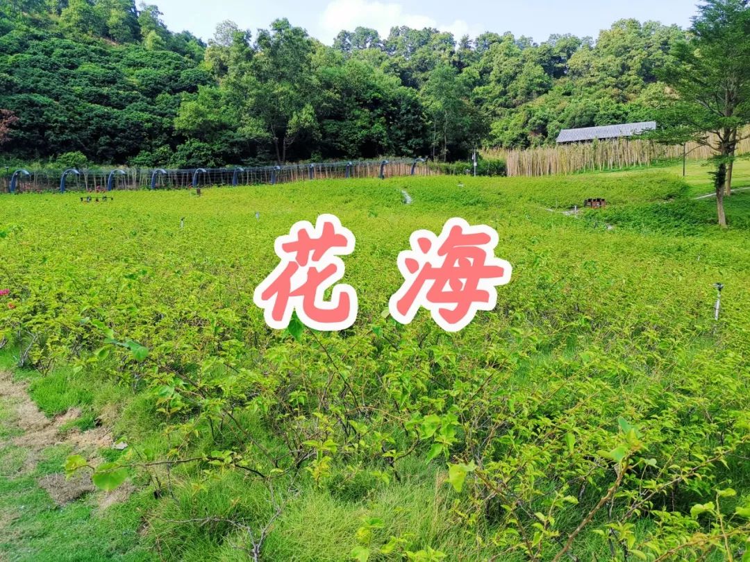 深圳最美簕杜鹃谷公园花海,宝安区花海赏花景点