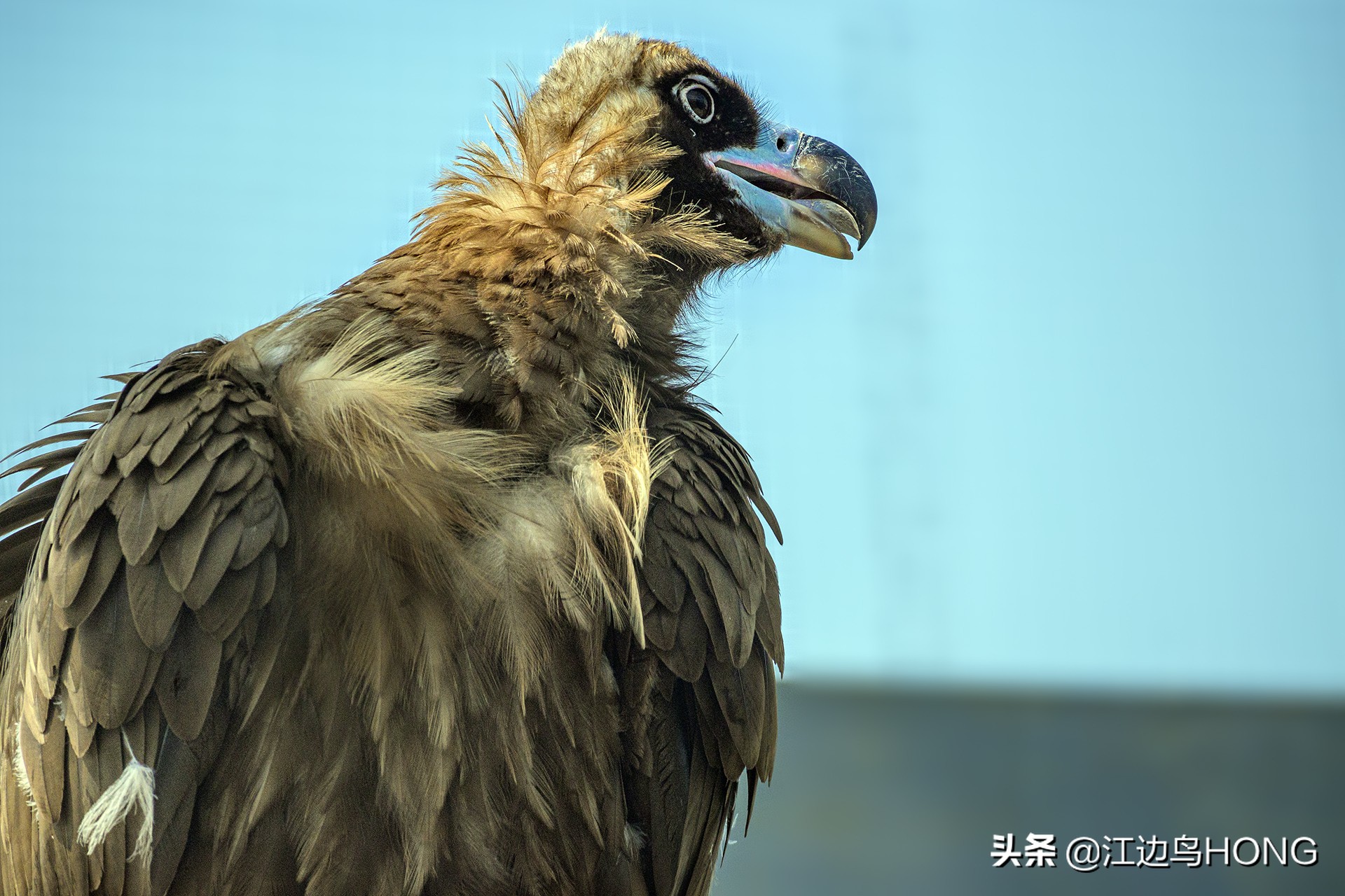 尼康z50双头套机价格,尼康z套机最低价7849