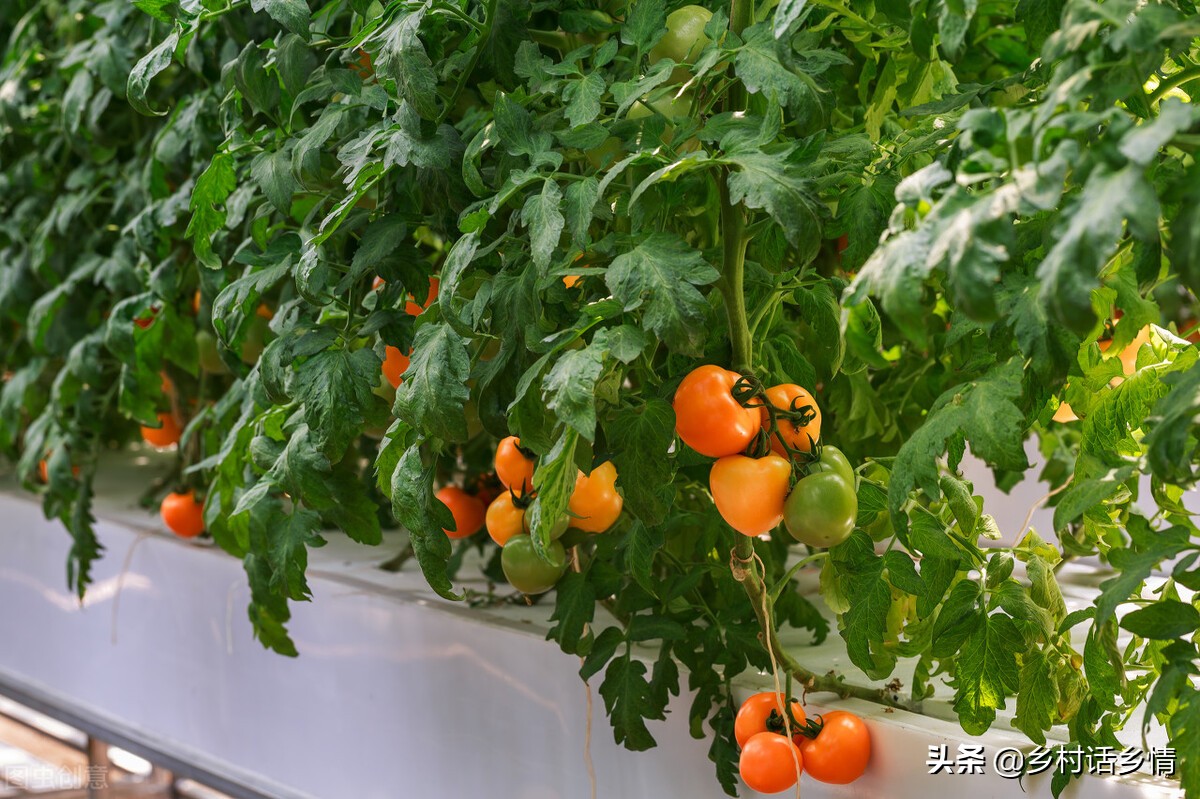 茄果类蔬菜的田间管理,茄果类蔬菜苗期