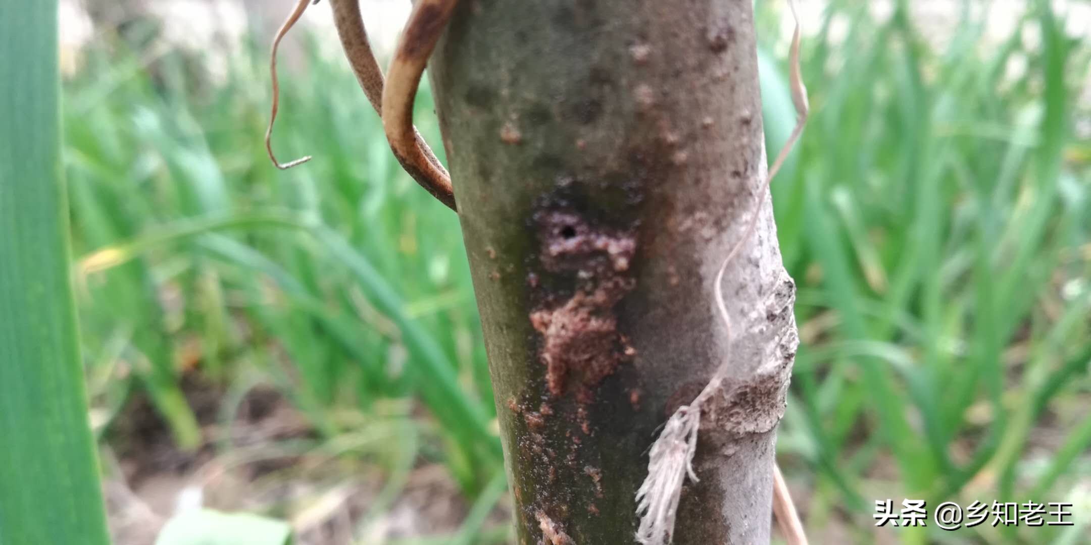 核桃树发黑落果严重怎么办,核桃树死枝是什么原因如何防治