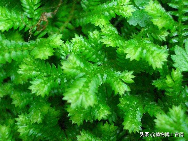 卷柏总是浇水怎么叶子还是卷曲,卷柏盆栽如何浇水