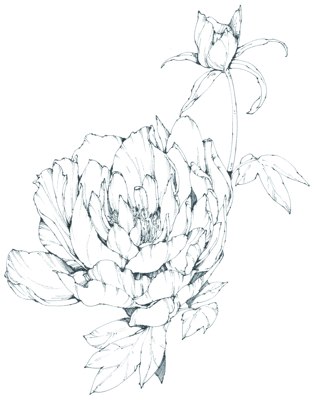 春日写生浪漫樱花,春季樱花写生季