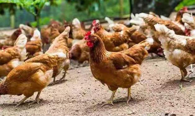 鸡为什么喜欢啄泡沫,鸡为什么喜欢啄泡沫塑料