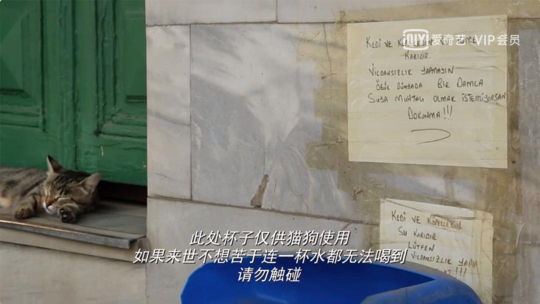 去土耳其当猫好吗,在土耳其做一只幸福的猫