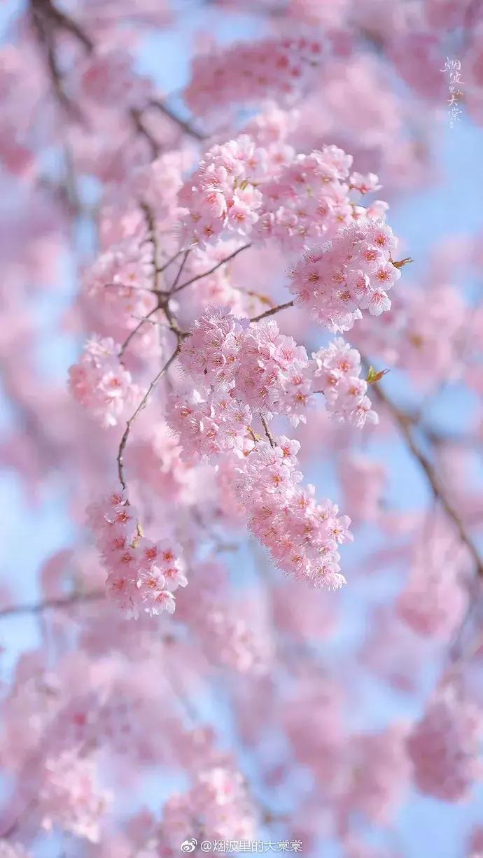 濡備綍鍖哄垎妯辫姳妗冭姳姊ㄨ姳鏉忚姳娴锋,妯辫姳妗冭姳鏉庤姳鏉忚姳濡備綍鍖哄垎