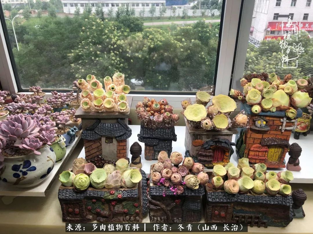 新手养多肉知道这4点打好基础,阳台上养多肉的正确方法