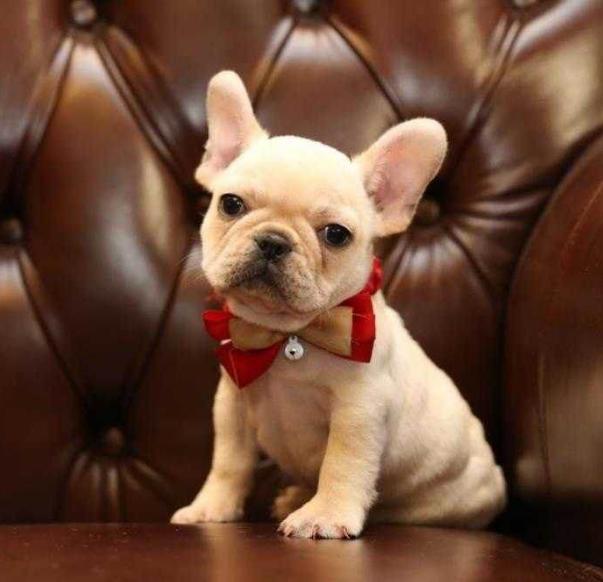 法牛为什么那么会放屁,法牛放屁严重么