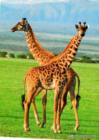 英语原版阅读与写作：Giraffeinthewild