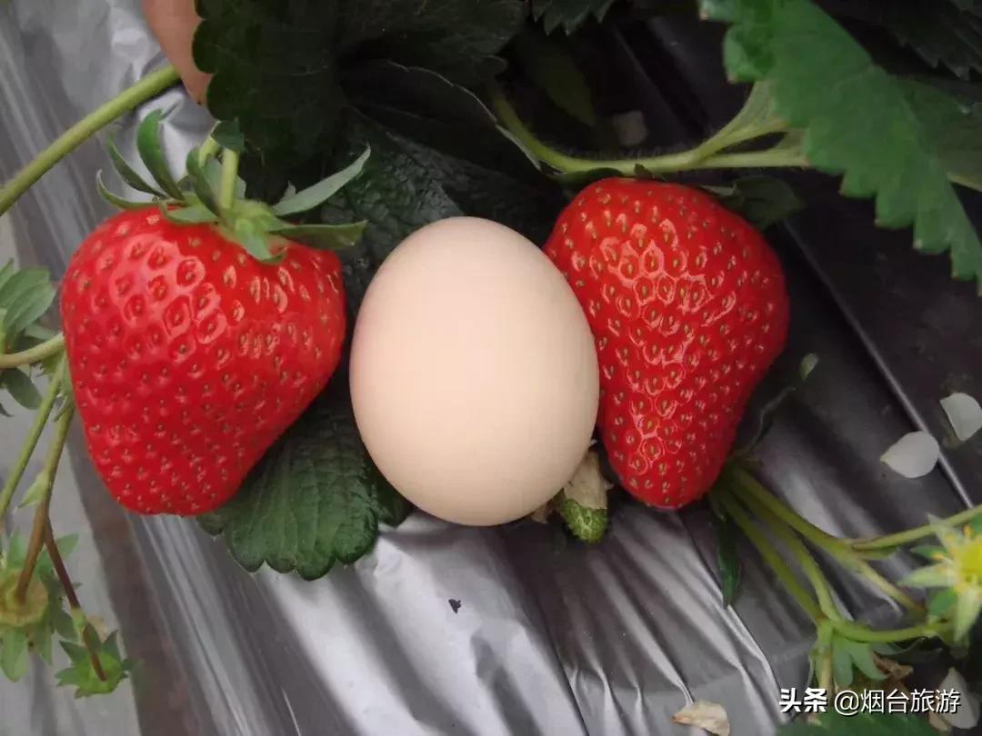 冬游莱州来一场欢乐美食之旅,冬游鲜美