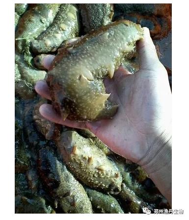 海参腐皮综合症症状及防治技术