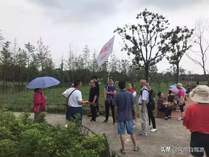 江阴顾山水蜜桃,金顾山蜜桃节开幕