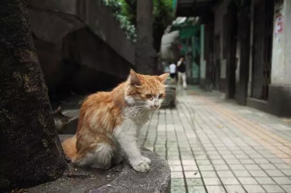 猫咪不小心受伤了,猫咪受伤不让碰怎么治疗