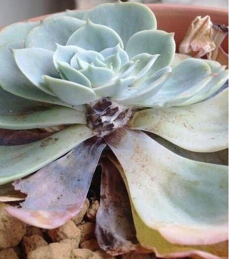 多肉植物的黑叶病怎么办,多肉植物黑色怎么办