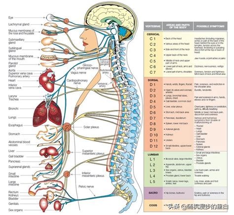 游泳完腰疼是什么原因,游泳时候腰痛