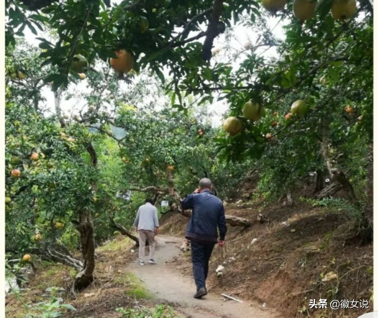 安徽怀远石榴是什么味道,安徽怀远石榴图片