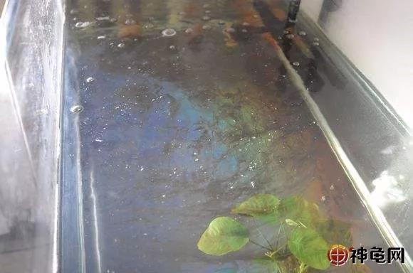 龟箱表面有油膜怎么办,龟缸水里有油膜是什么原因