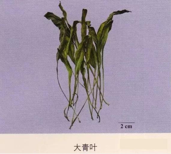 中药材图片大全大图带药名,200多味中药材图谱带图