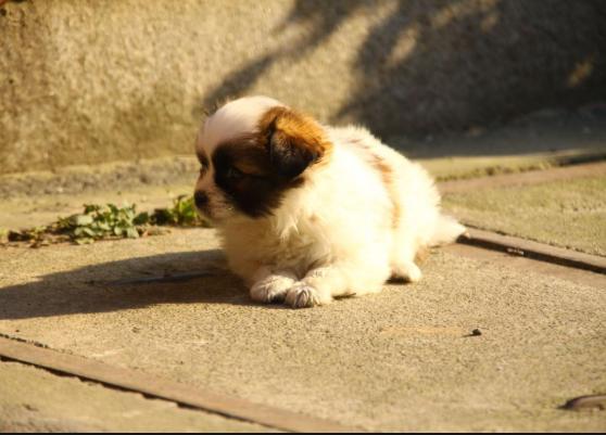 小狗受伤了怎么处理伤口,小狗外伤伤口一般多久能自愈