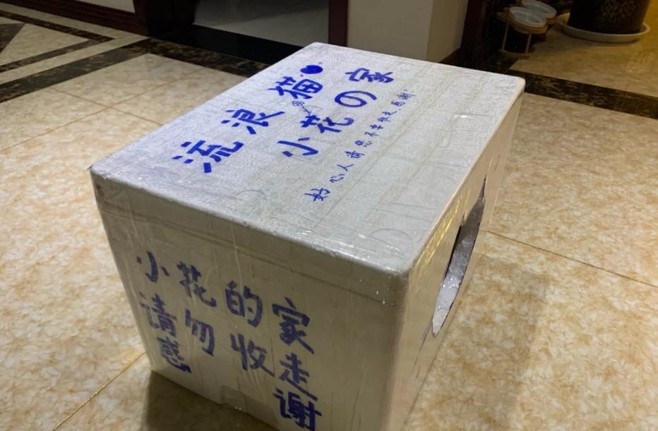 怎么给流浪小猫保暖,流浪猫如何度过寒冷的冬天